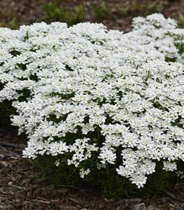 SNOWSATION CANDYTUFT