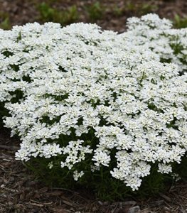 CANDYTUFT