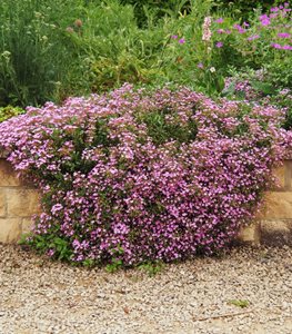 Soapwort