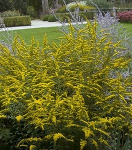 'FIREWORKS' GOLDENROD