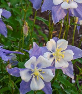 Songbird ‘ Blue Bird’ columbine