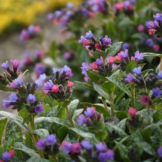 Spot On Lungwort Flowers
Proven Winners
Sycamore, IL