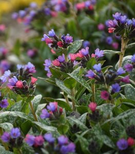 ‘Spot On’ lungwort