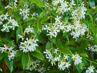 Star Jasmine, Trachelospermum Jasminoides
"Dream Team's" Portland Garden
Garden Design
Calimesa, CA