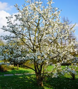 STAR MAGNOLIA