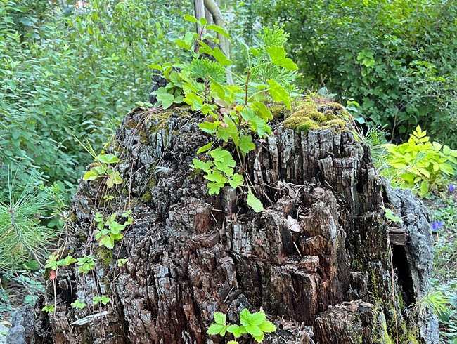 Stumpery Garden, Plants Growing In Tree Stump
Garden Design
Calimesa, CA