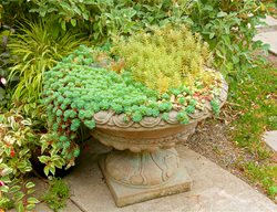 Succulent Urn Planter
Container Garden Pictures
Linda Ernst
Portland, OR