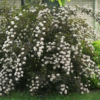 Summer Wine Ninebark, Physocarpus Opulifolius
Proven Winners
Sycamore, IL