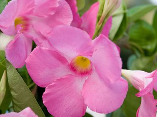 Sun Parasol Giant Pink Mandevilla, Pink Mandevilla Flower, Mandevilla Hybrid
"Dream Team's" Portland Garden
Proven Winners
Sycamore, IL