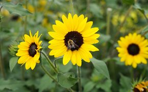 Suncredible Sunflower, Sunflower With Bee
Proven Winners
Sycamore, IL