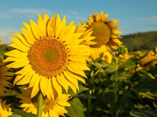 Sunflower, Growing Sunflowers
Shutterstock.com
New York, NY