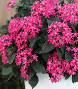 Sunstar® Rose pentas