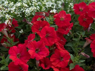 Supertunia Really Red petunia