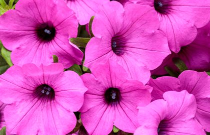 Supertunia Vista Jazzberry, Petunia Hybrid, Pink Petunia
Proven Winners
Sycamore, IL