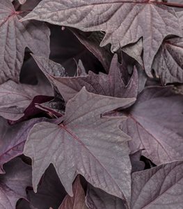 SWEET CAROLINE BEWITCHED AFTER MIDNIGHT™ IPOMOEA