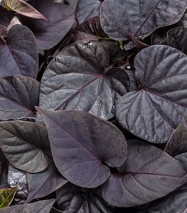 Sweet Caroline Sweetheart Jet Black™ sweet potato vine