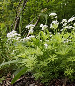 SWEET WOODRUFF