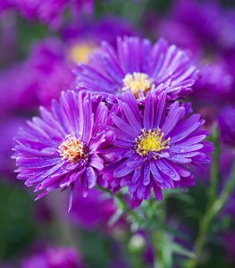 NEW ENGLAND ASTER