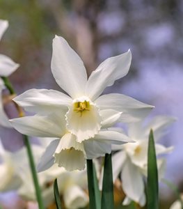 'THALIA' DAFFODIL