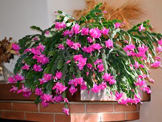 Thanksgiving Cactus, Shlumbergera Truncata
Shutterstock.com
New York, NY