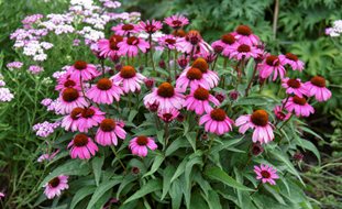 'the Fuchsia Is Bright' Coneflower, Echinacea Hybrid
Proven Winners
Sycamore, IL