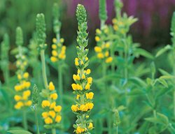 Thermopsis
I Love This Plant
Garden Design
Calimesa, CA