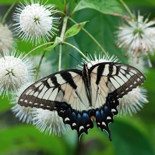 Tiger Swallowtail On Buttonbush
Shutterstock.com
New York, NY