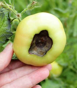 blossom end rot on tomato