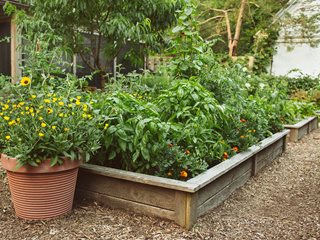 tomato companion plants