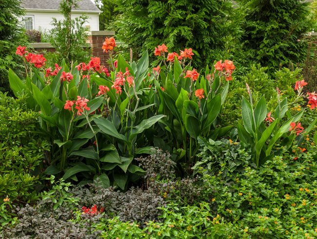 Toucan Dark Orange Canna Lily, Canna Generalis
Proven Winners
Sycamore, IL