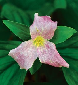 TRILLIUM GRANDIFLORUM - Photo by: J. Paul Moore.