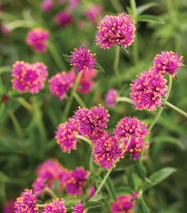 Truffula™ Pink gomphrena