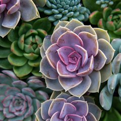 Echeveria elegans - Mexican snowball