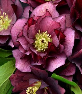 Wedding Party® True Love hellebore