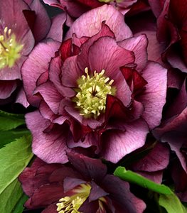 Hellebore