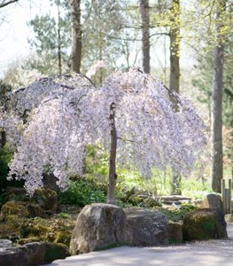 ‘PENDULA ROSEA’ WEEPING CHERRY