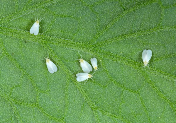 whitefly