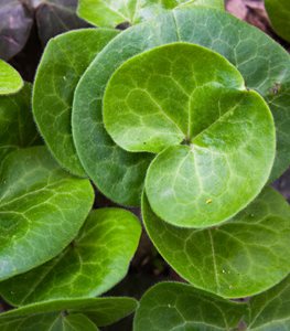 Wild ginger plant