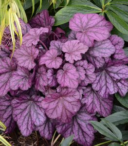 Primo® 'Wild Rose' Coral Bells