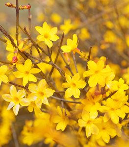 Winter Jasmine