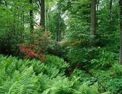 Shade Garden Pictures
Winterthur
Winterthur, DE