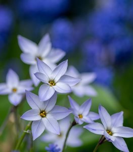 'WISELY BLUE' STARFLOWER