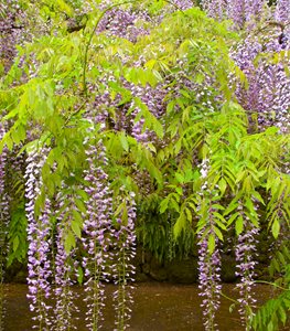 WISTERIA