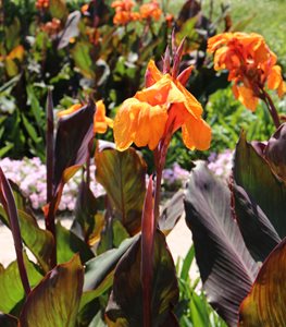 'WYOMING' CANNA