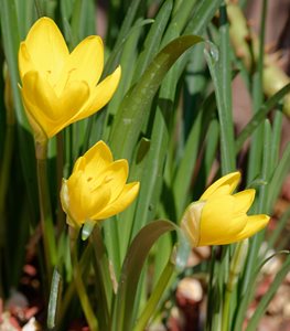 YELLOW AUTUMN CROCUS