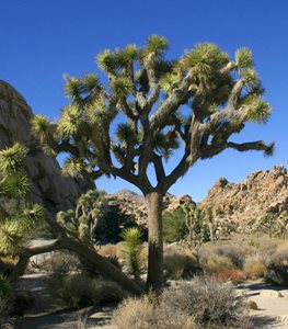 JOSHUA TREE