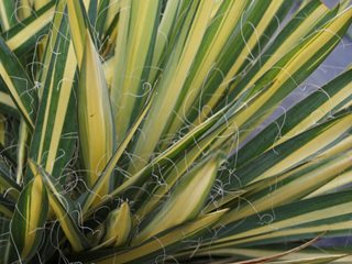 Yucca Color Guard, Yucca Filamentosa
Proven Winners
Sycamore, IL