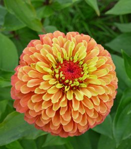 'Queeny Lime Orange' zinnia