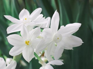 Ziva Paperwhite Flower, White Flowers
"Dream Team's" Portland Garden
Shutterstock.com
New York, NY